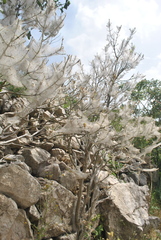 Euonymus