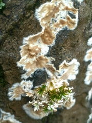 Coniophora puteana