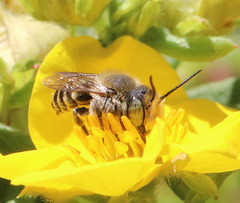Eutricharaea