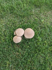 Macrocybe