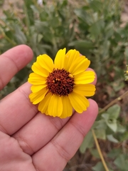 Encelia palmeri