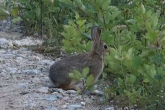 Sylvilagus nuttallii pinetis