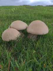 Macrocybe