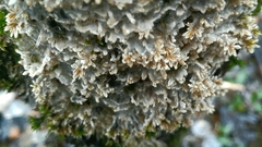 Coniophora puteana