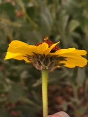 Encelia palmeri