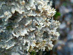 Coniophora puteana