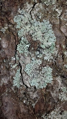 Hypogymnia farinacea