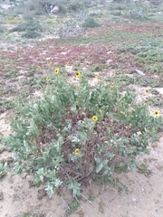 Encelia palmeri
