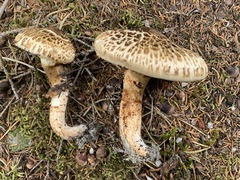 Tricholoma badicephalum