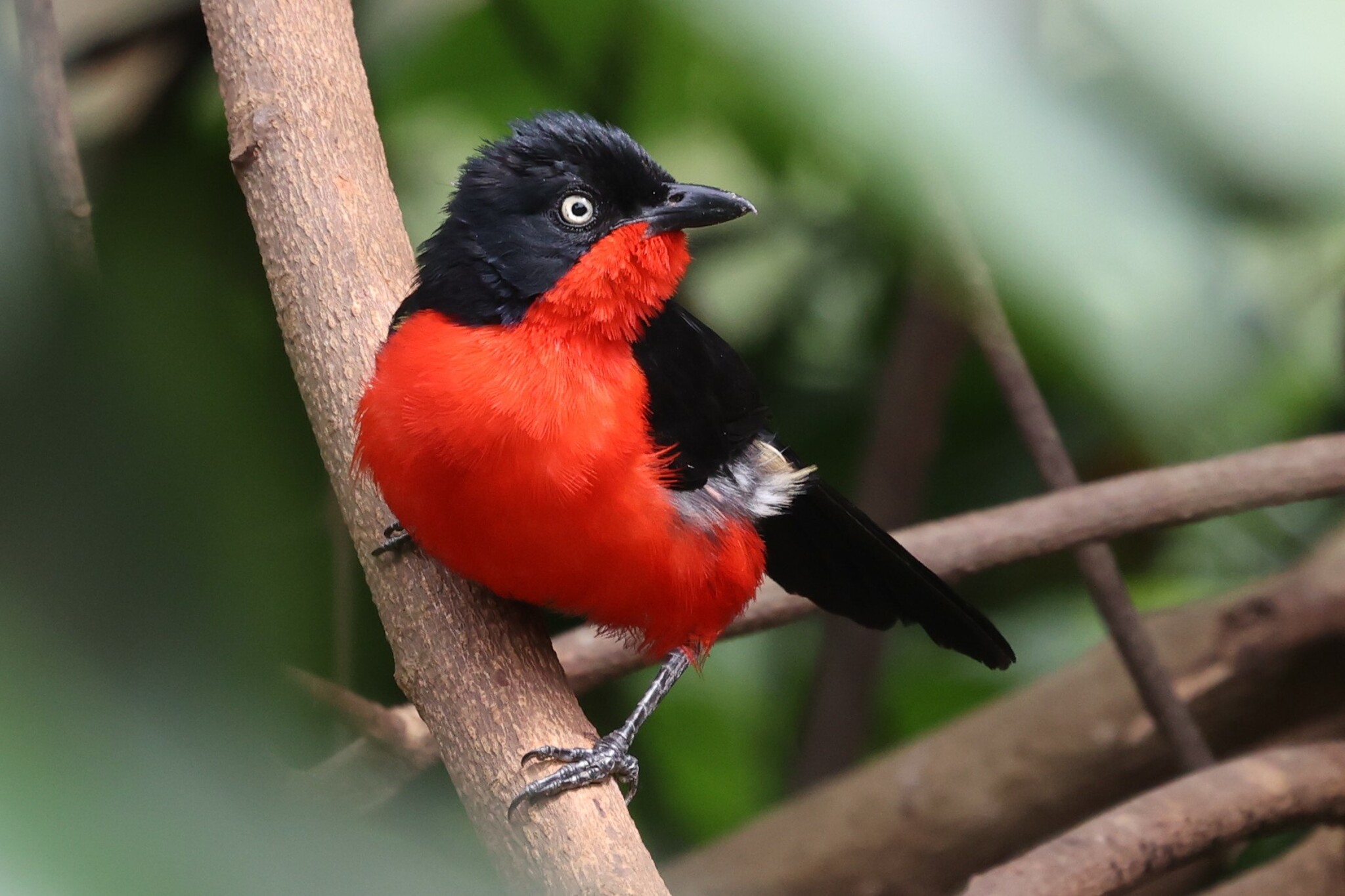 Black-headed Gonolek illustration