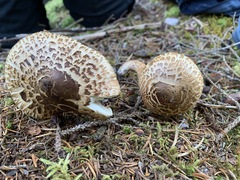 Tricholoma badicephalum