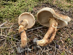 Tricholoma badicephalum