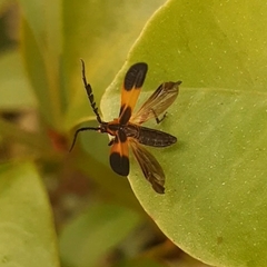 Thelgetra latipennis