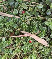 Mesembryanthemum cordifolium