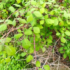 Rubus