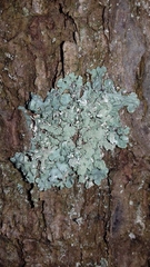 Hypogymnia farinacea