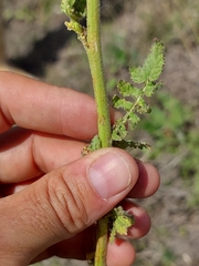 Erucastrum austroafricanum