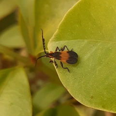 Thelgetra latipennis