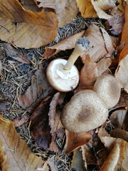 Armillaria cepistipes