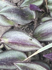 Callisia repens