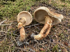Tricholoma badicephalum