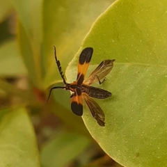 Thelgetra latipennis