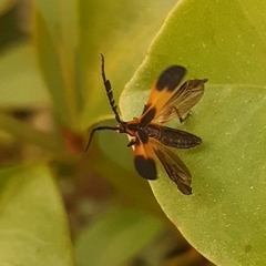 Thelgetra latipennis