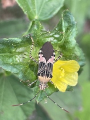 Hypselonotus punctiventris