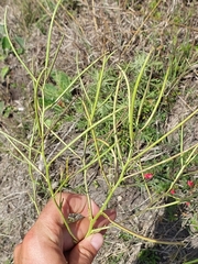 Erucastrum austroafricanum