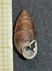 Chondrula pindica