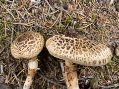 Tricholoma badicephalum