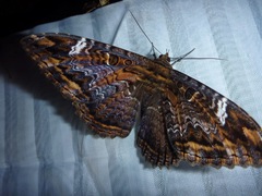 Feigeria scops