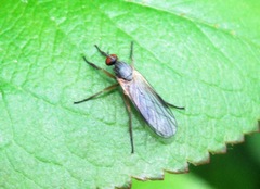 Rhamphomyia