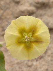 Physalis crassifolia