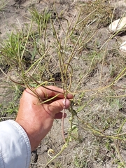 Erucastrum austroafricanum