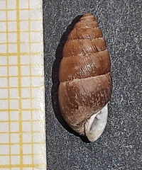 Chondrula pindica