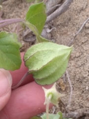 Physalis crassifolia