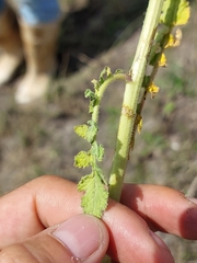 Erucastrum austroafricanum