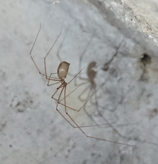 Pholcus phalangioides