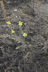 Erysimum flavum altaicum