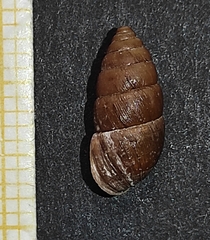 Chondrula pindica