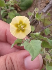 Physalis crassifolia