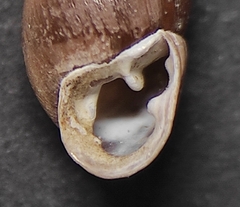 Chondrula pindica
