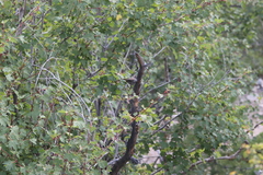 Acer glabrum