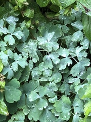 Erysiphe aquilegiae