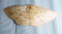 Sabulodes