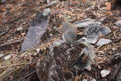 Sciurus arizonensis