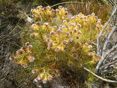 Serruria phylicoides