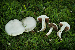 Agaricus campestris