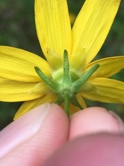 Coreopsis pubescens